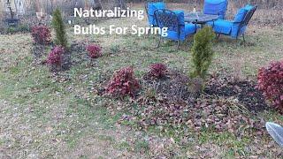 Planting Naturalizing Bulbs