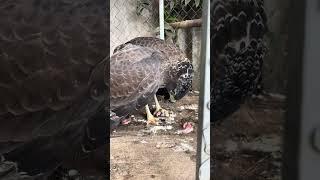 #Hawk #Eagle #Owl #Wildlife #Animal #EagleHawkOwl hawk vs snake, Owl vs snake fight, Eagle Vs Snake,