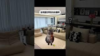 #猫meme #cat #猫meme小剧场 #猫meme剧场