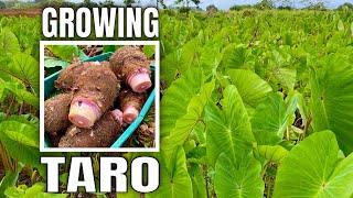 Top Foods for Tropical Independence: TARO