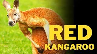 Interesting facts about Red kangaroo  | Red kangaroo  | Kangaroo  | Animal kingdom