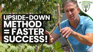 How To Propagate Figs – SUMMERTIME  |  Cuttings & Upside-Down Method