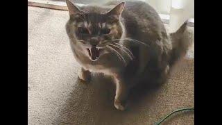 激おこの猫の態度が一変した魔法の一言