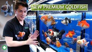 New Premium Goldfish | MengBP, Shogun, Maya Rizka, And More!