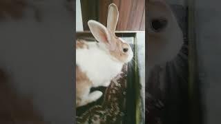 Rabbit is very cute #sakshi 123#