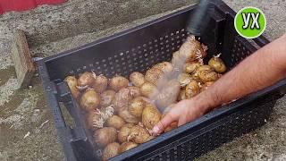 I show you how I save old potatoes! - Everyone will cook!