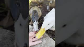 Happy Beak Farm Q&A: Do ducks bite?