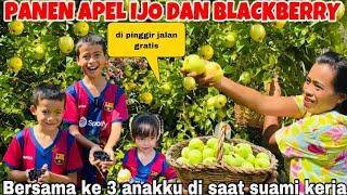 PANEN APEL IJO & BLACKBERRY DI PINGGIR JALAN BERSAMA KE 3 ANAKKU DI SAAT SUAMI KERJA!!GRATIS