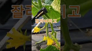 재능대학교 복지케어과 (옹달선생) 오이순치기