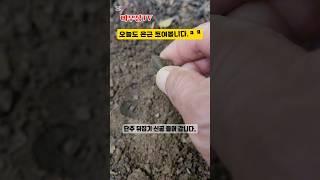 한국전 캐나다 군의 숙영지에서..#Korea War