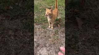 Happy Orange Tabby #cat #kitty #gatos