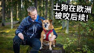 土狗被哈士奇无辜咬伤，欧洲赔付结果是这样？情节跌宕起伏，太难了 My Dog Got Bitten By Another Dog Follow Up Vlog [4K]