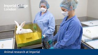 Animal research at Imperial