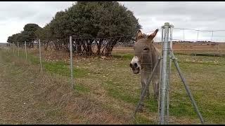 burro rebuznando, rebuzno de burro, sonido de burro. sound of donkey.