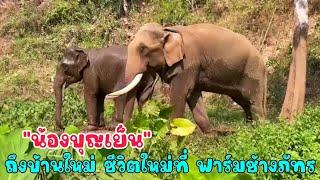 พังบุญเย็น เดินทางถึง Patara Elephant Conservation บ้านหลังใหม่ ชีวิตใหม่ เริ่มต้นขึ้นที่นี่