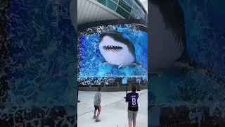 FUNNY Baby Shark 3D Display