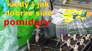 kiedy i jak dobrze siać pomidory