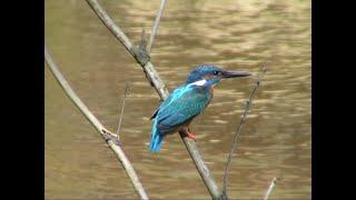 Nichtsperlingsvögel Eisvogel (Alcedo atthis) - Kingfisher - Video von KLAUS TAUX