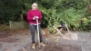 How to stake a tree