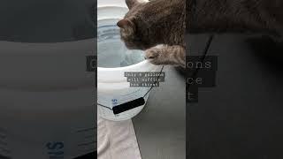 Thirsty Cat. He will only drink if we need to use it ‍️