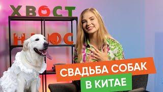 Как записаться в ветеринарную клинику онлайн и другие новости «Хвост Ньюс» #126