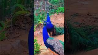 Peacocks sound ️ #birds #peacock #animals #sound #viralvideo #viralahorts #animalsoundsreal