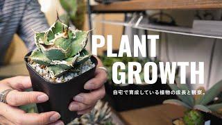 自宅で育成している実生株の成長を観察する日。｜多肉植物｜塊根植物｜アガベ