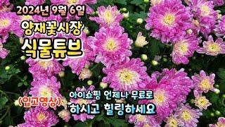 양재꽃시장에 가을이 왔네요~  국화로 물들고 있는 꽃시장 함께 보러가시죠~  #양재꽃시장 #식물튜브 #월동 #관엽 #식물아빠