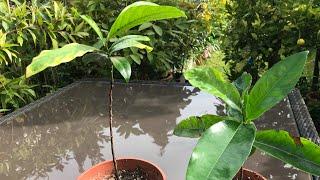 Young black sapote ( chocolate pudding fruit ) plants are very slow growing but thankfully alive