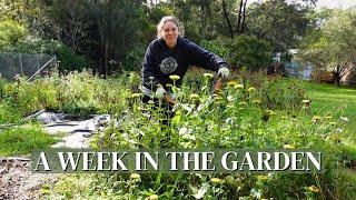 Trying to Not Fall Behind with the Flower Farm  Rain, Native Plant Tour, Bird Feeding & More Rain!