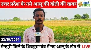 22/10/2024 : उत्तर प्रदेश के नये आलू की खेती की खबर | Live From Potato Field of Shivpura Village