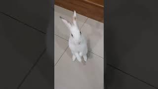 Daily #exercise #bunny #pet #upanddown #staircase #subscribe #masterbun