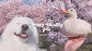 happy + healthy pets  subliminal