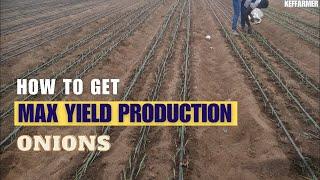 How to transplant onions for Maximum yield production