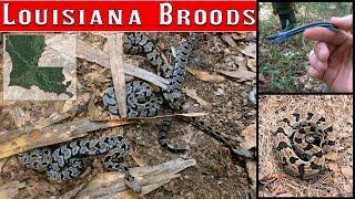 Rattlesnake broods! Herping Louisiana for piles of baby timber rattlesnakes