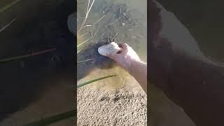тут рыбы нет