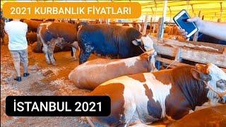 İSTANBUL KURBAN PAZARI / KURBANLIK FİYATLARI 2021 / KURBANLIKLAR GELDİ / KURBANLIK NASIL ALINIR / (2