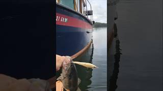 Is Lake Lanier the Best Fishery in Georgia?