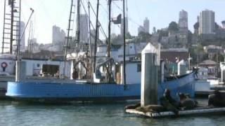 Sharkfest Swim from Alcatraz, San Francisco Travel Video Guide: