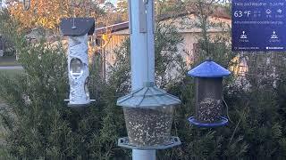 Orlando Florida Bird Cam WD 01/14/2025