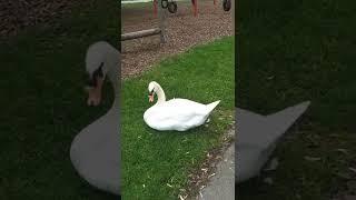 BattlefieldDoktor is meeting a Swan family