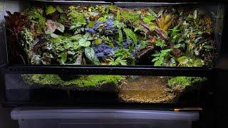 PALUDARIUM TUTORIAL | Step by step