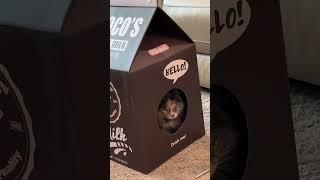 My cats went crazy for this cat scratcher condo cardboard house