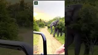 Wild Animal Encounter pt.  5 By Niël Van Der Walt (yt) #elephant #animals  #short