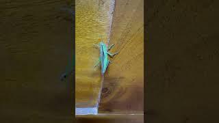 Green Grasshopper  #youtubeshorts #shortvideo #travel #shortsfeed