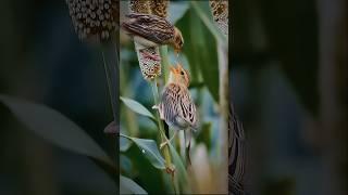 Baya Weaver Feeding Chick | Rare Parenting Moment in the Wild #nature #birds #photography #wildlife