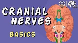 Cranial Nerve BASICS - The 12 cranial nerves and how to REMEMBER them!