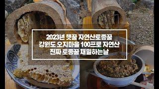 2023년 햇꿀 강원도 오지마을 100프로 자연산 진짜 토종꿀 가네수공업방식으로 채밀하는날 토종꿀효능 삼순이네산삼농장 강원도삼순이네산삼