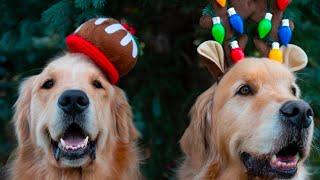 Sterls And Colly The Goldens Go To See Santa