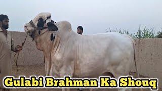 Gulabi Brahman Bachre ka Shoq 